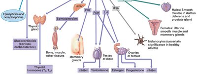 Thyroid follicle histology