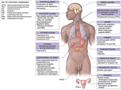 Endocrine glands and hormone targets
