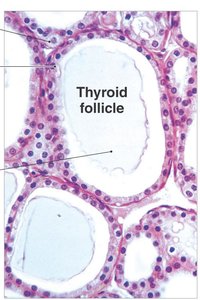 Adrenal gland sectional view