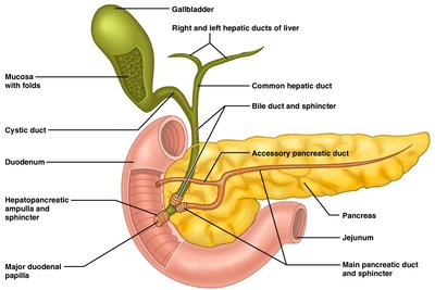 Pancreas anatomy and ducts