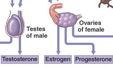 Testes and ovaries anatomy