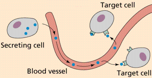 Hormone targeting cells via bloodstream