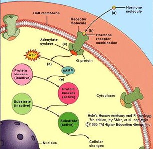 Peptide hormone mechanism