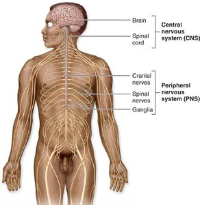Central and peripheral nervous system