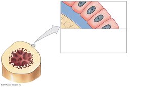 Osteoblast secreting matrix