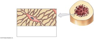 Osteocyte in matrix