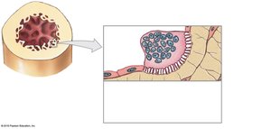 Osteoclast with ruffled border