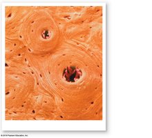Osteons of compact bone