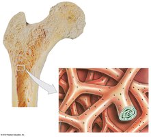 Structure of spongy bone