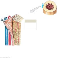 Periosteum structure