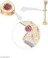 Endosteum structure