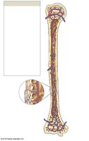 Blood supply to a mature bone