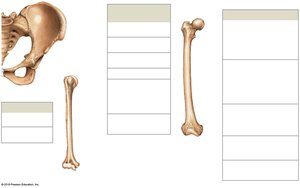 Short bones such as carpal bones