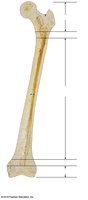 Structure of a long bone (femur)