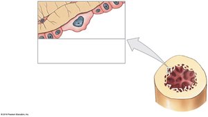 Osteogenic cell in endosteum