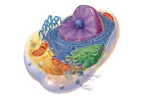 Generalized animal cell with labeled organelles