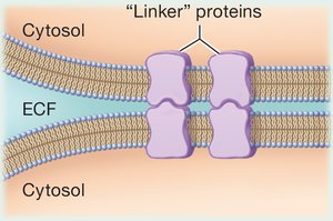 Linker proteins connecting adjacent cells