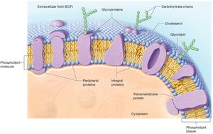 Membrane components: cholesterol, glycolipids, glycoproteins
