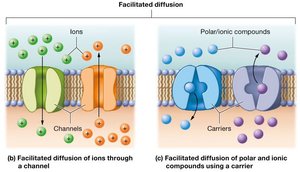 Facilitated diffusion: channels and carriers