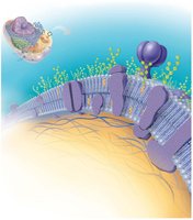 Plasma membrane structure with proteins and carbohydrates