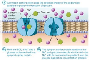 Secondary active transport: symport carrier protein