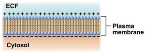 Separation of charges across the plasma membrane