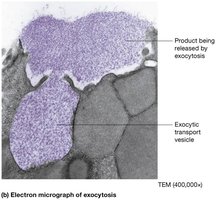 Electron micrograph of exocytosis