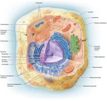Generalized cell with labeled organelles