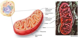 Structure of mitochondrion