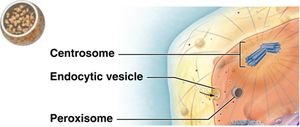 Peroxisome structure and function