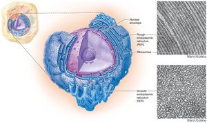 Rough and smooth endoplasmic reticulum