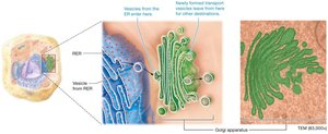 Golgi apparatus structure and function