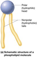 Schematic structure of a phospholipid molecule
