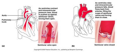 Semilunar valve open and closed mechanism