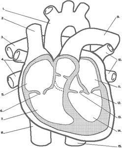 Blood flow through right heart and pulmonary circuit