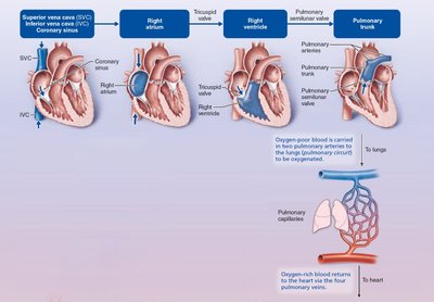 Blood flow through left heart and systemic circuit
