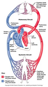 Pulmonary and systemic circuits diagram