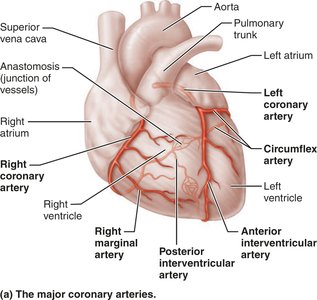 Major coronary arteries