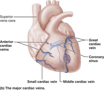 Major cardiac veins