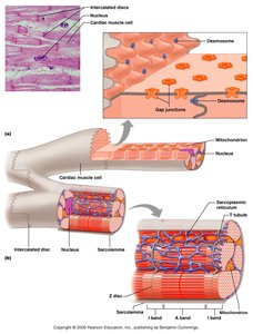 Microscopic anatomy of cardiac muscle