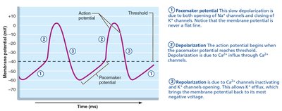 Pacemaker cell action potential graph
