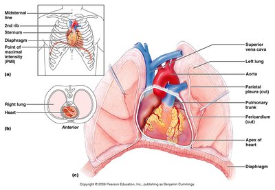 Heart location and anatomical relations