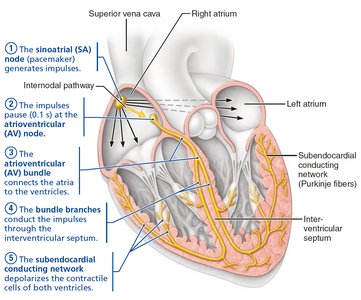 Extrinsic innervation of the heart