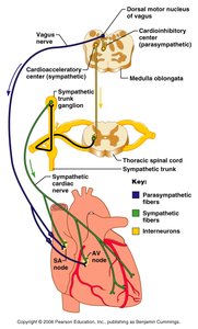 EKG/ECG tracing and heart conduction