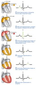 Sequence of depolarization and repolarization related to ECG waves