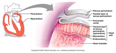 Pericardial layers and heart wall
