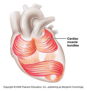 Cardiac muscle bundles in the heart