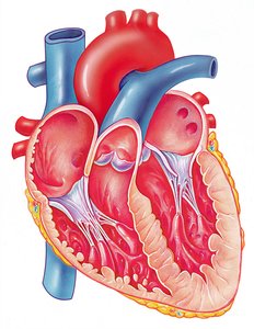 Heart chambers and internal structures