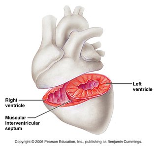 Right and left ventricles with muscular septum