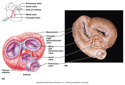 Heart valves and fibrous skeleton